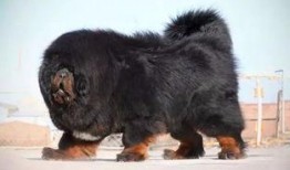 网友爆料藏獒视频大全,网友爆料视频大全，领略神秘犬种魅力